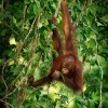 Orangutan bornejsky - Pongo pygmaeus - Bornean Orangutan o9929